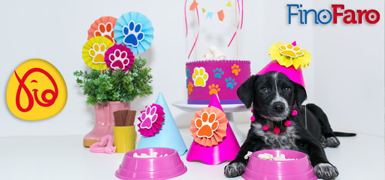 Dicas para fazer uma festa de aniversário para cachorro