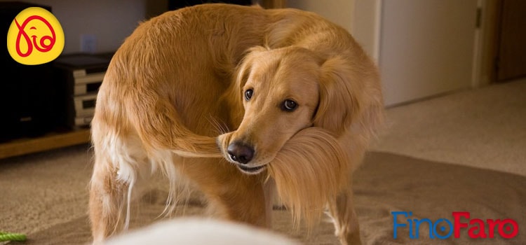 Entenda porque o seu cão persegue sua própria cauda