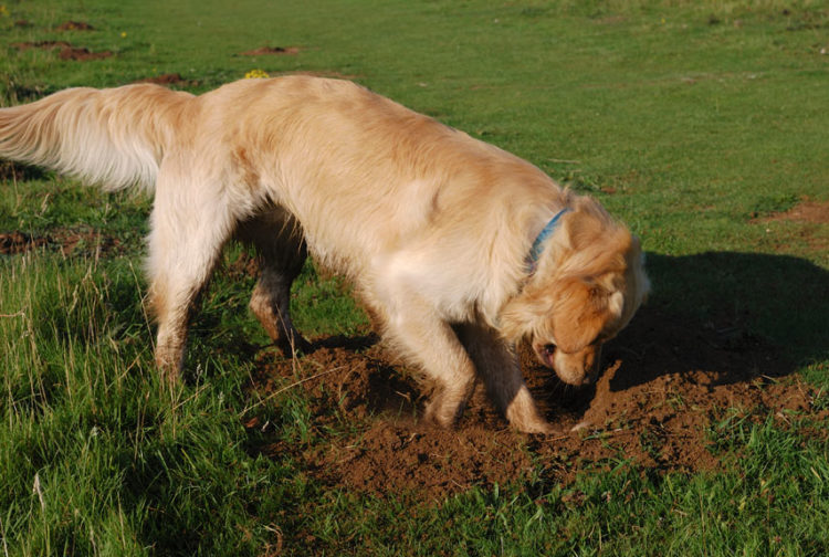 Como ensinar o seu cão a parar de cavar buracos no jardim, canteiros