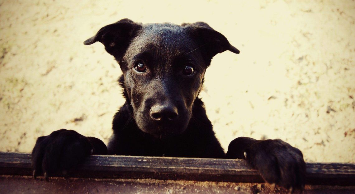 Vira latas e Cães Mestiços - Tudo sobre os cães sem raça definida