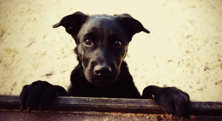 Vira latas e Cães Mestiços - Tudo sobre os cães sem raça definida