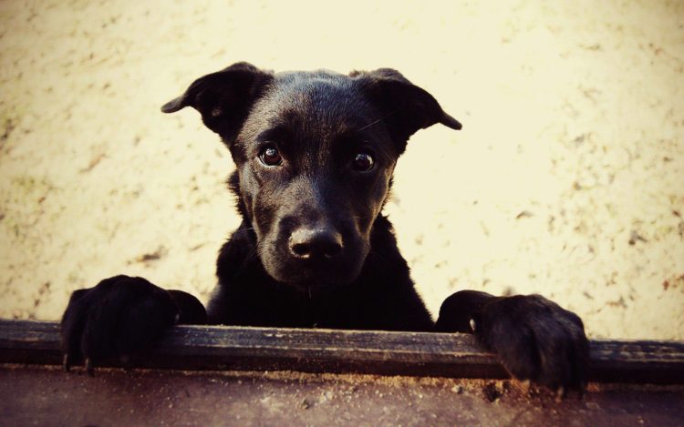 Vira latas e Cães Mestiços - Tudo sobre os cães sem raça definida