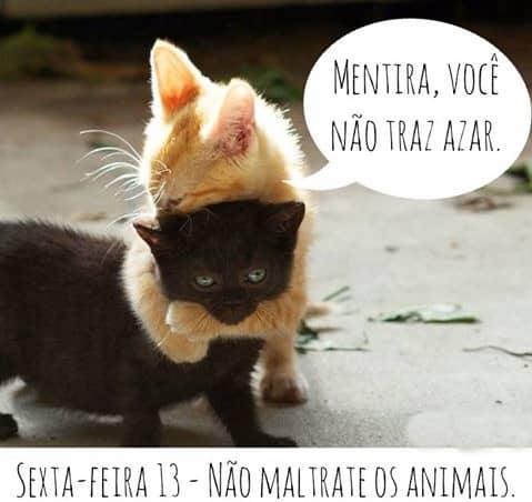 A relação entre o gato preto e a sexta-feira 13, Sorte ou ...