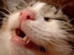 Por que os gatos abrem a boca quando cheiram alguma coisa