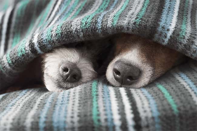 Saiba por que o nariz do cachorro é gelado, úmido e frio