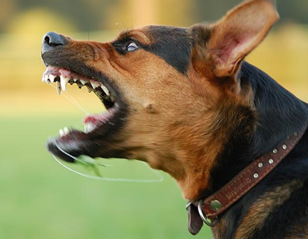Cães com problemas comportamentais - quais são os mais comuns