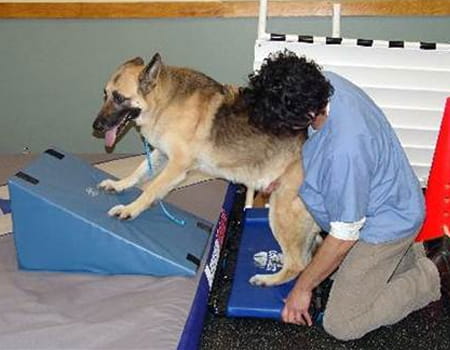 Como Fazer Fisioterapia em Cachorro – Ajudando na Recuperação