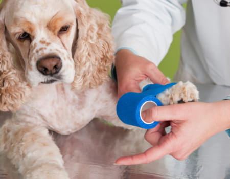 Fisioterapia para Cachorro – Métodos Eficazes