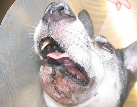 Câncer em cães: quais os tipos mais comuns e quais os principais sintomas?